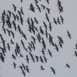 Ibis falcinelles en hiver en Loire-Atlantique